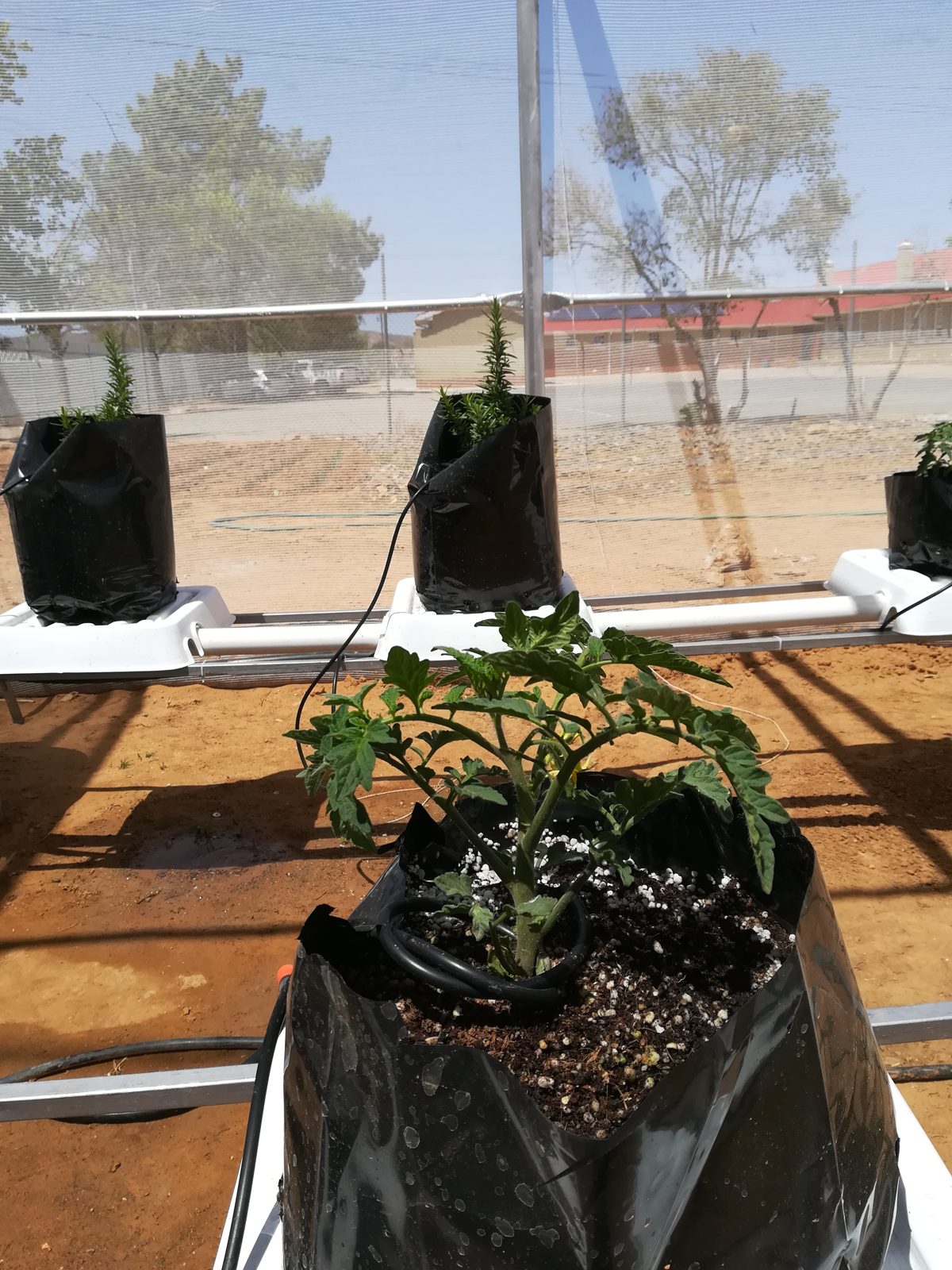 Dutch bucket hydroponic system growing crops on a Future Farms installation