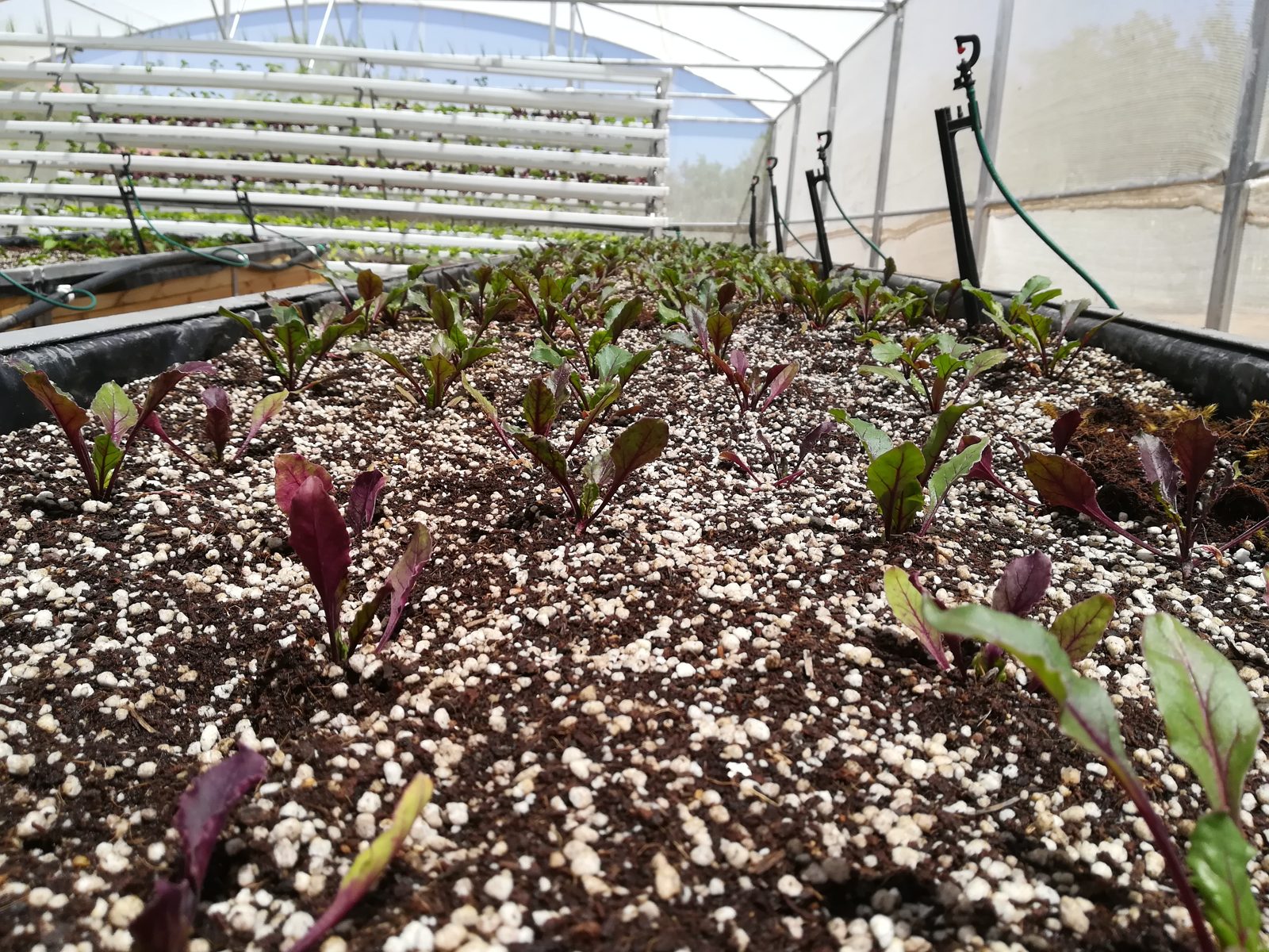 A media-based hydroponic growing system installed inside a Future Farms tunnel