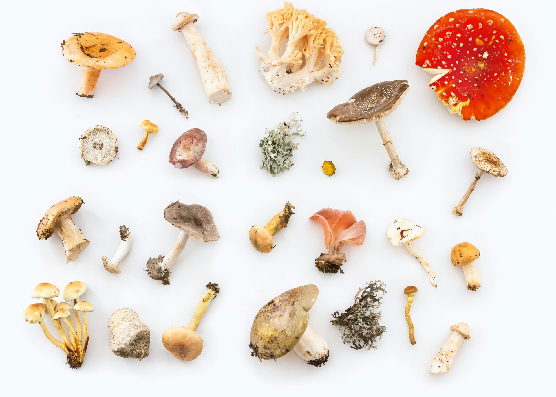 Commercial Mushroom Farming: From Spore to Sale
