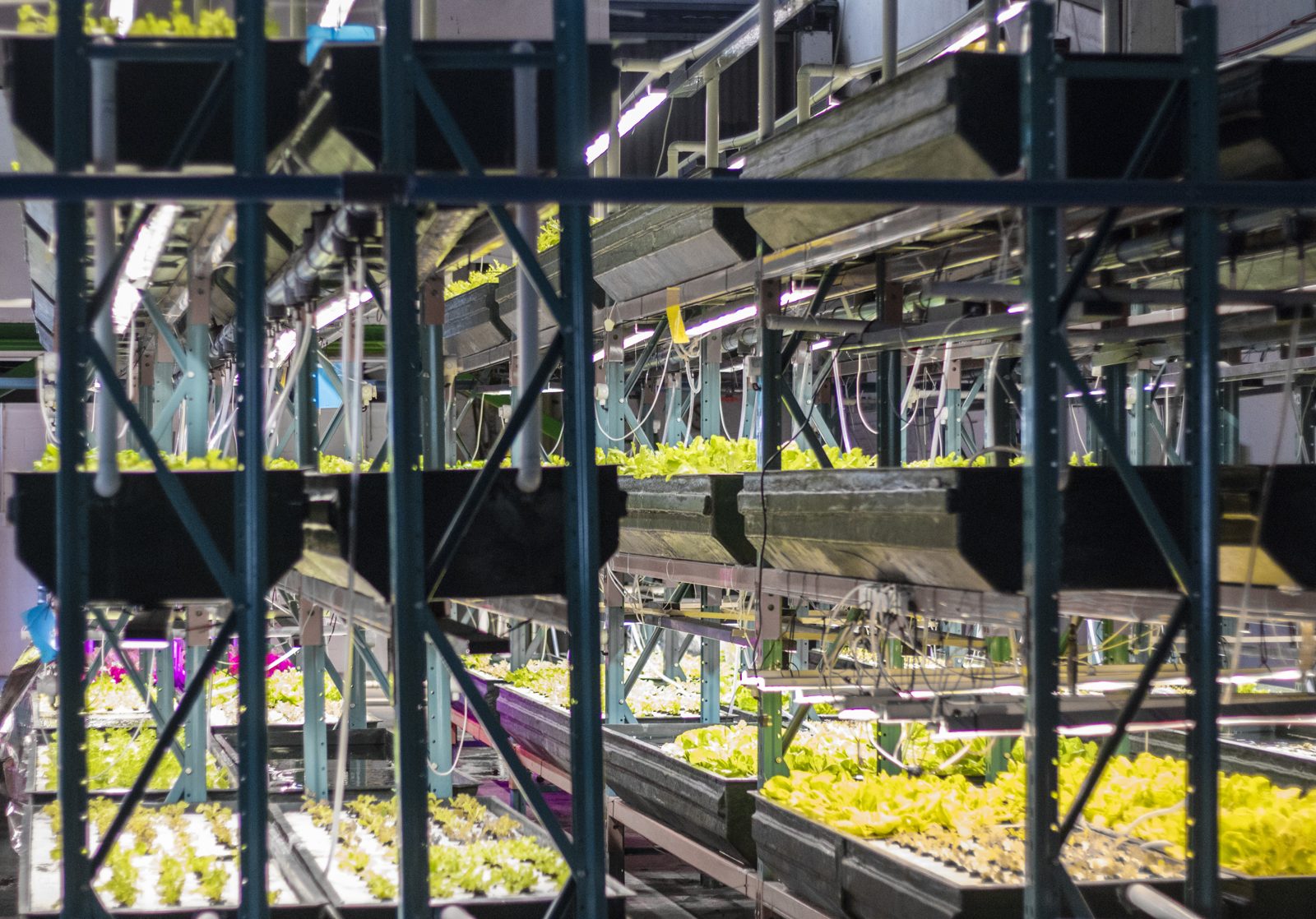 Hydroponic grower tending leafy greens on an urban hydroponic farm