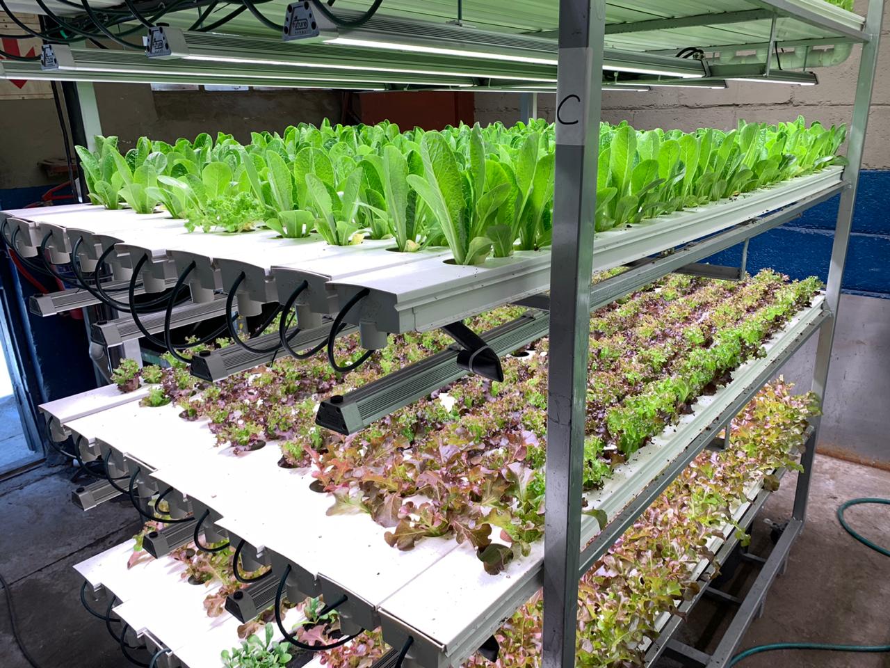 Leafy greens growing under custom LED grow lights at Aquaveg