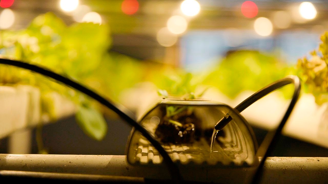 Hydroponics: A Broad Overview