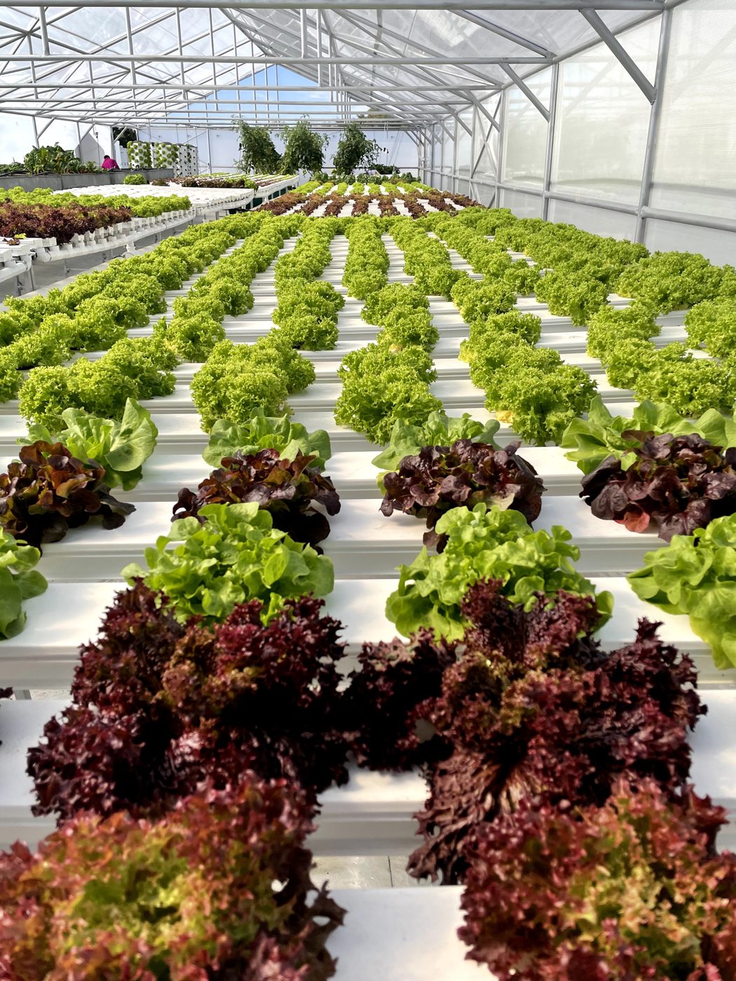 Step by Step Guide to Make Money from Hydroponics