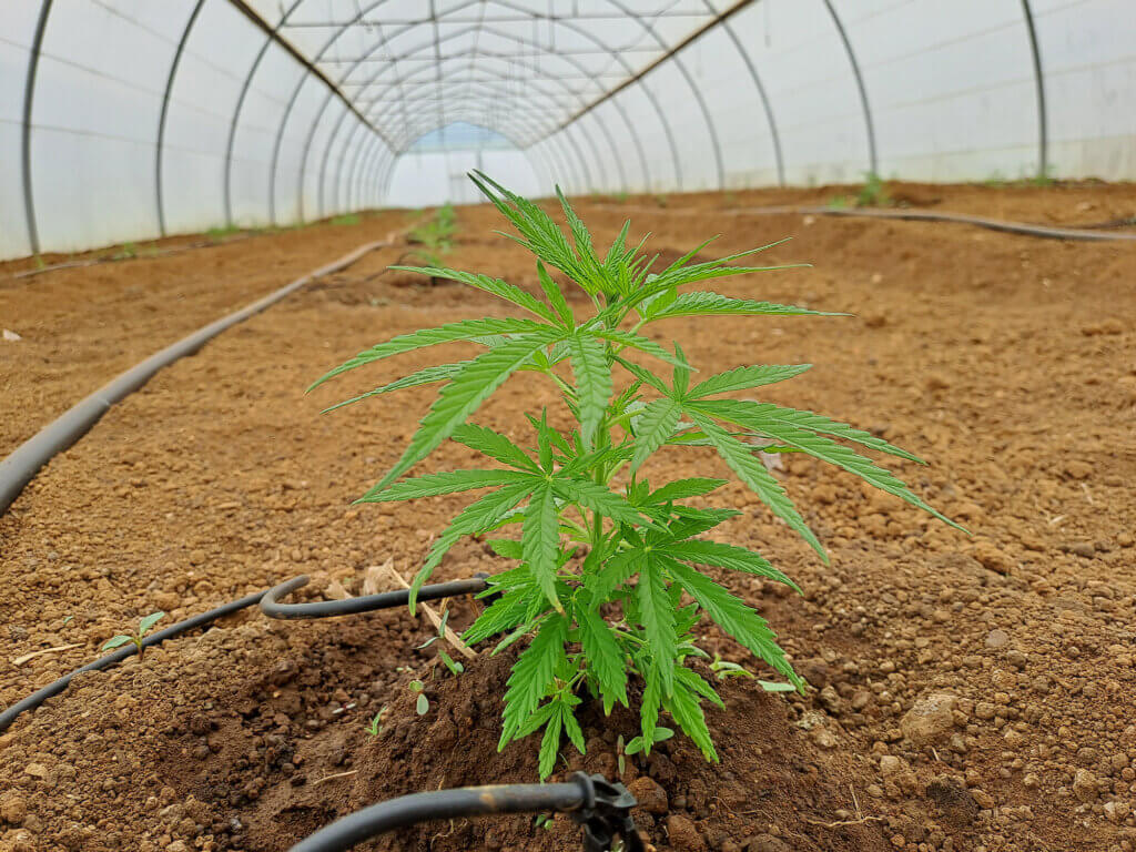 Close-up of drip lines feeding hydroponic grow bags