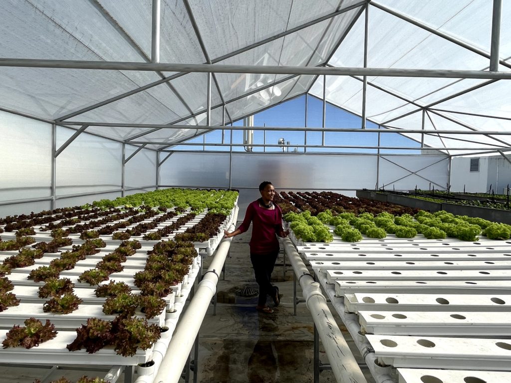 Interior of a Future Farms tunnel fitted with NFT growing channels