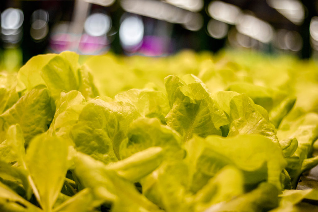 NFT hydroponic pipe system growing leafy greens
