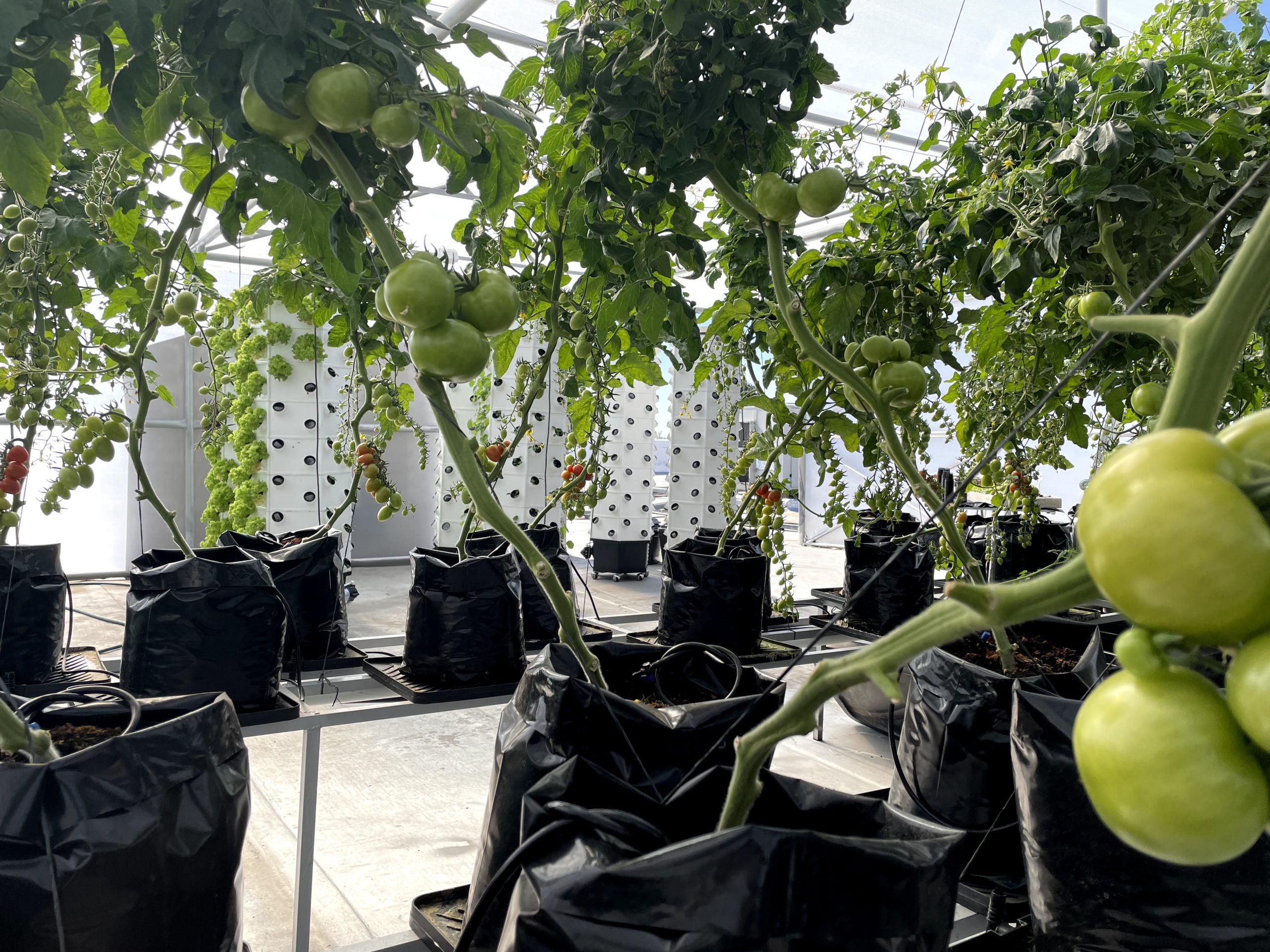 Rooftop hydroponic greenhouse in the Johannesburg CBD