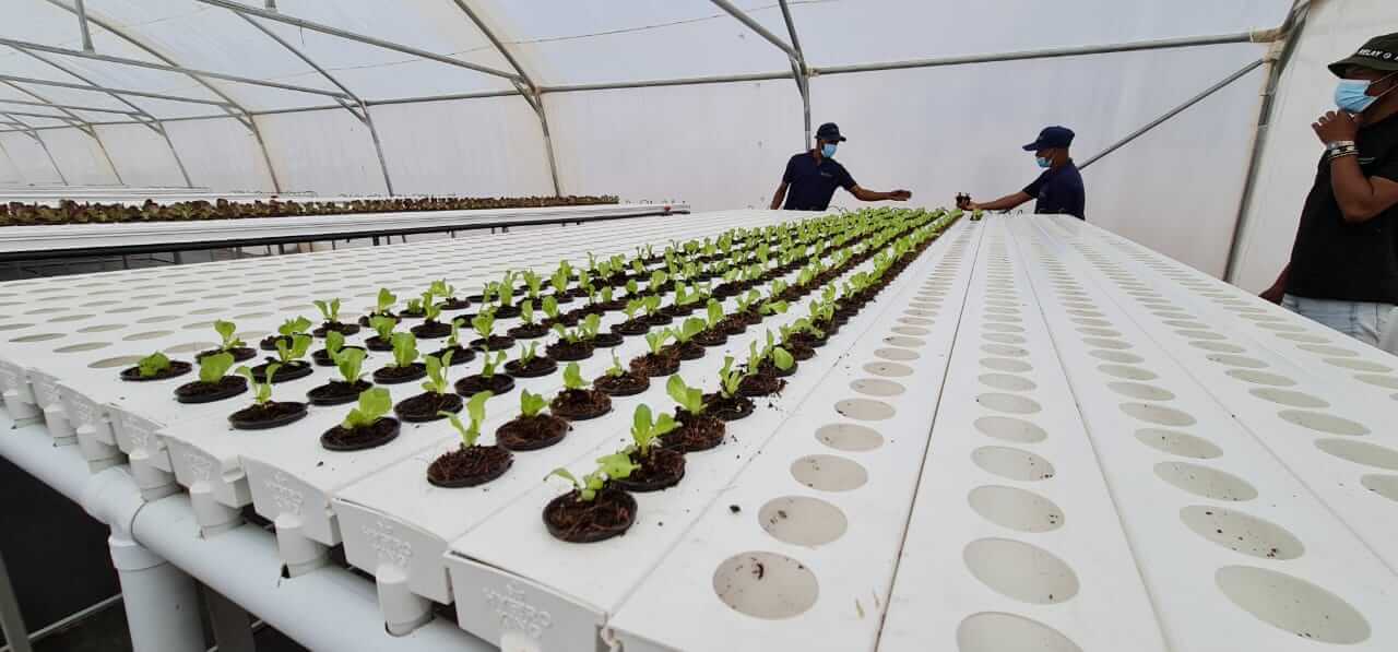 Hydroponic vegetable farm built for the Touws River community