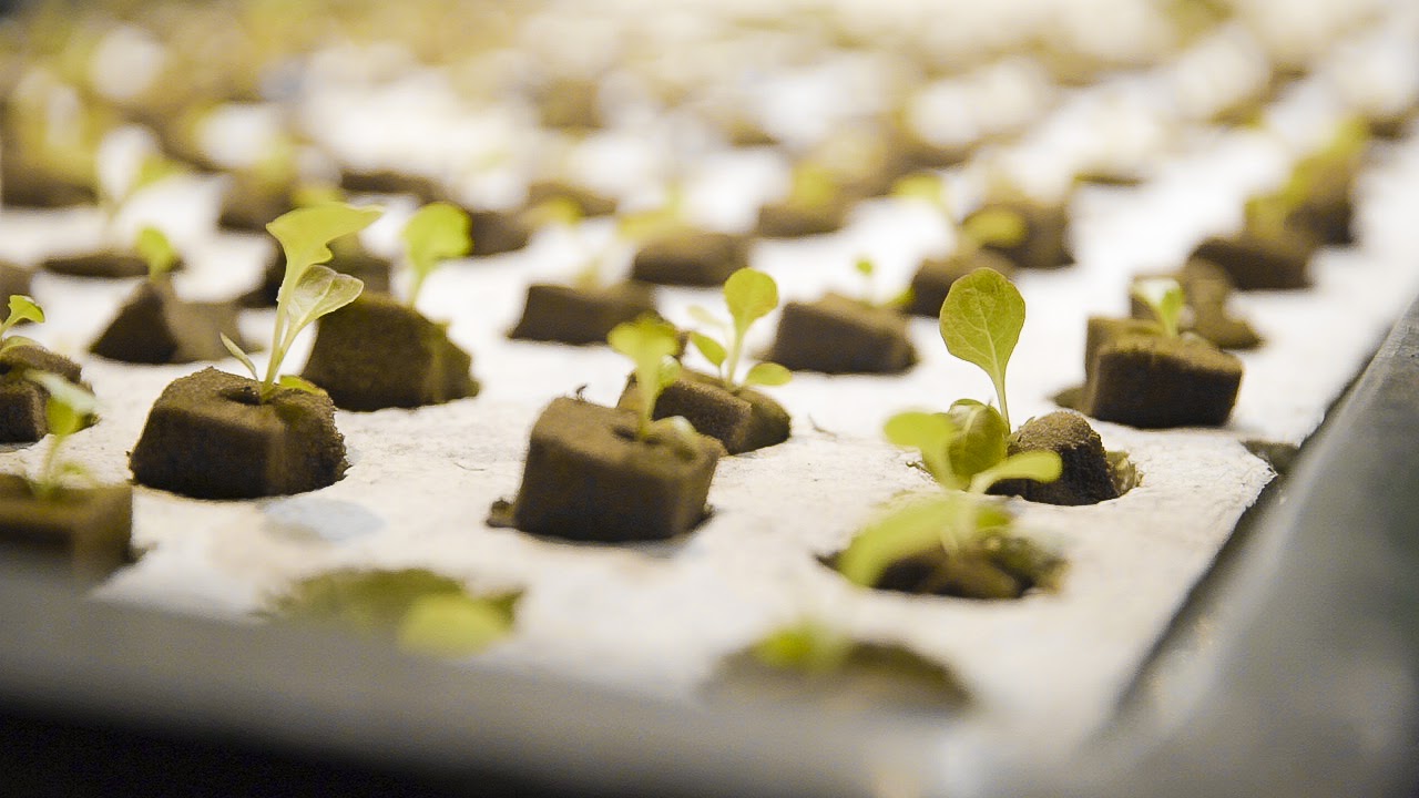 Seedling nursery greenhouse built for WIBC in the Johannesburg CBD